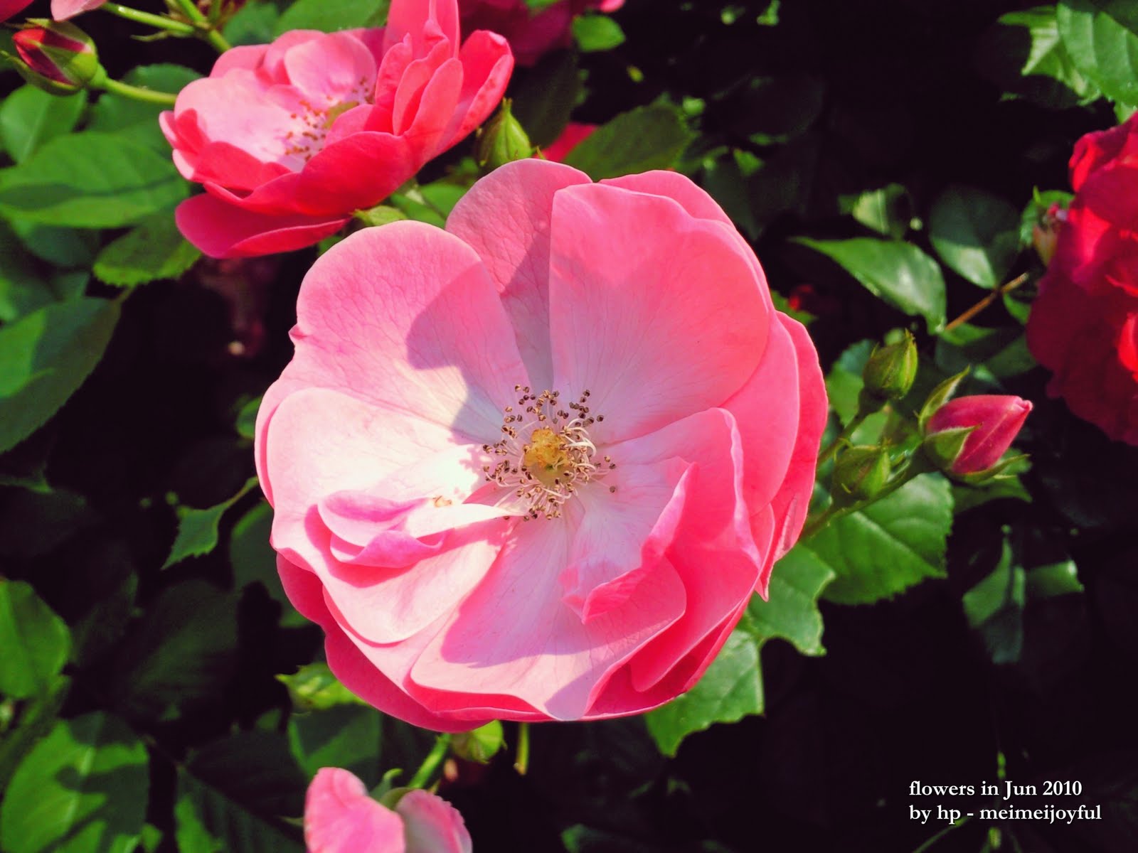 Y&M in Korea Beautiful flowers