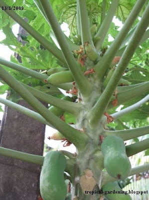 carica papaya fruits