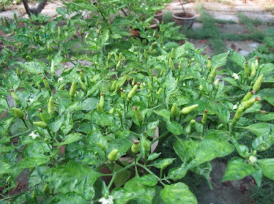 ripening organic chilies plant