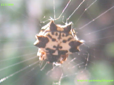 spider close up in Malaysia