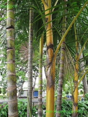 identify yellow palm malaysia