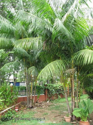 identify yellow palm malaysia