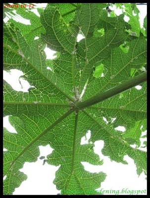 papaya mealy bug malaysia