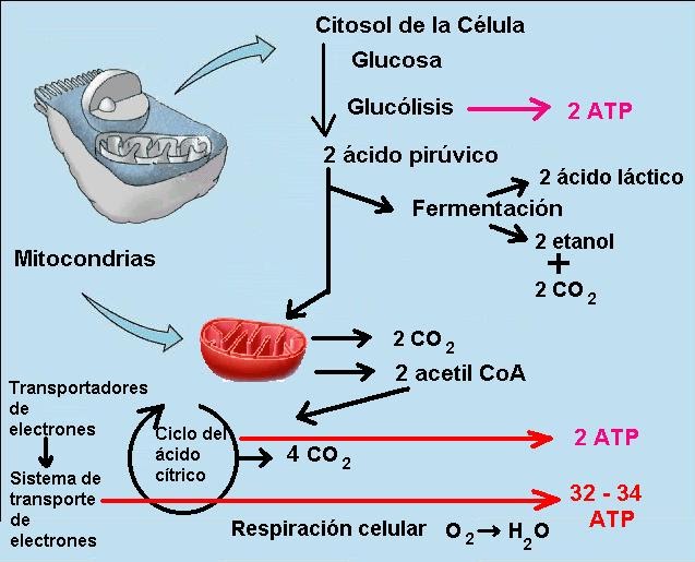 Bios Respiración aerobia Bios Respiración aerobia