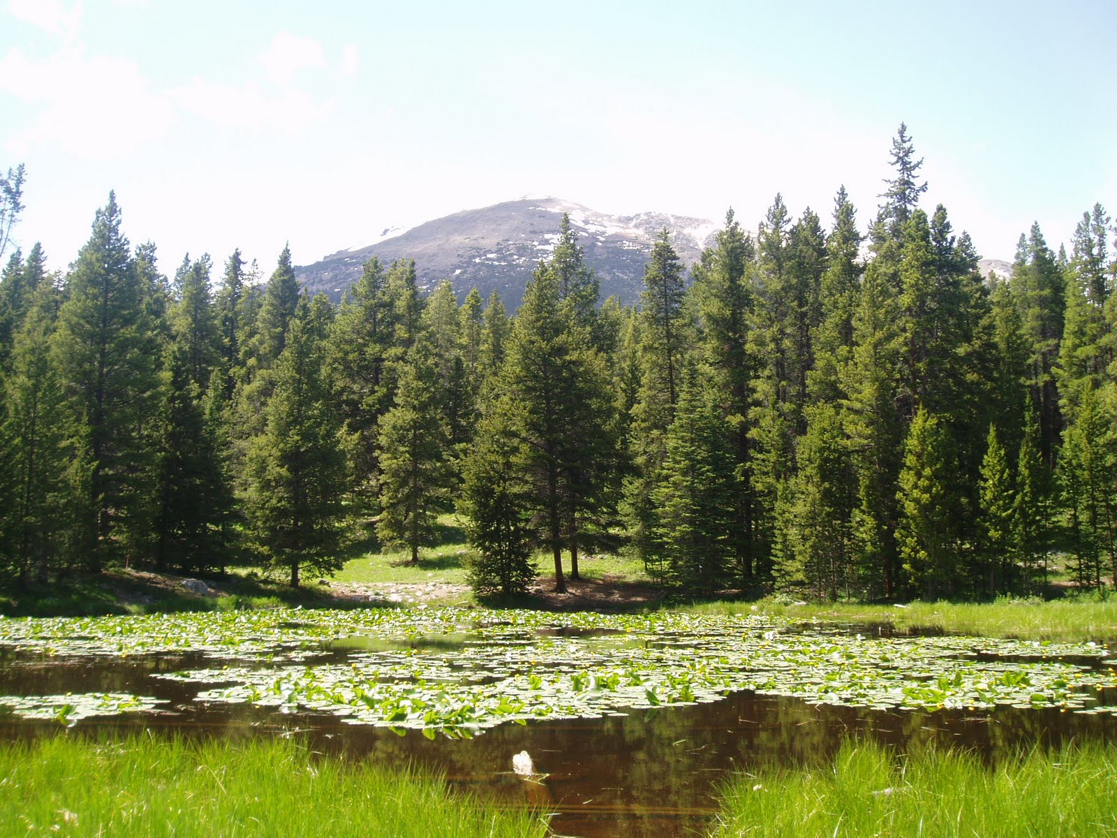 FOREST OF COLORADO FOREST OF COLORADO