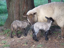 Suffolk Lambs