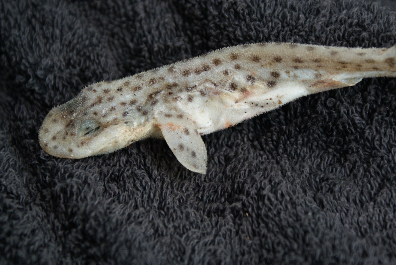 Finds of a Strandlooper: Dog Fish