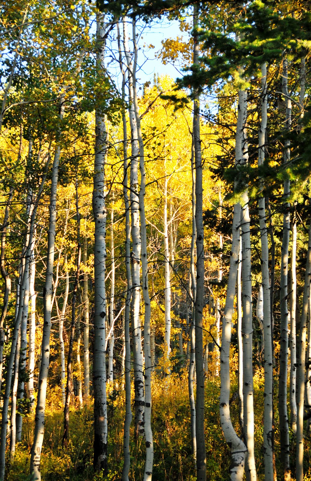 [Yellow+Aspen.JPG]