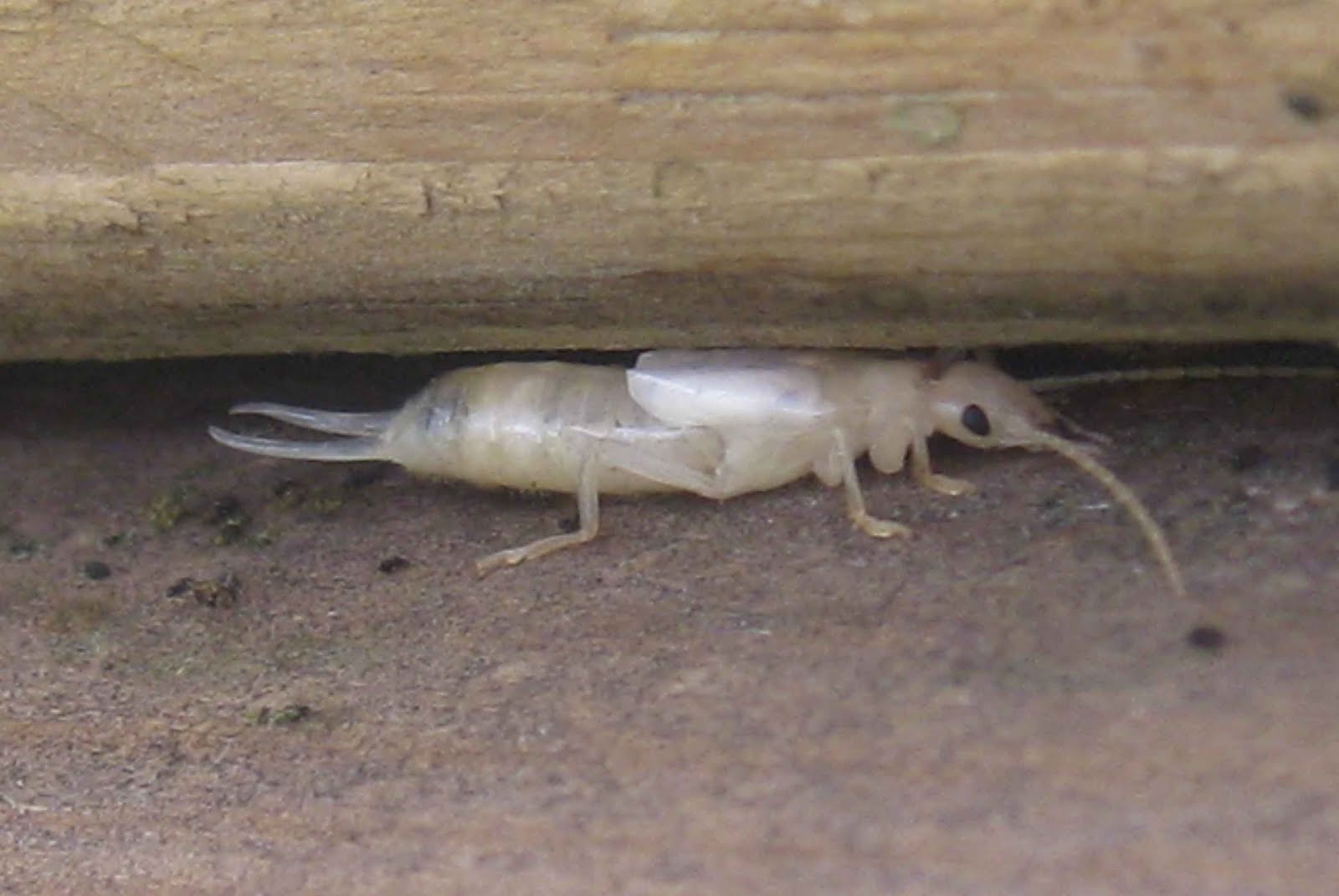 The Colbert Bump Albino Earwig