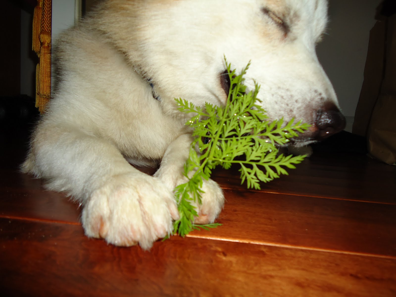Thyme To Garden Now Does Your Dog Eat Vegetables?