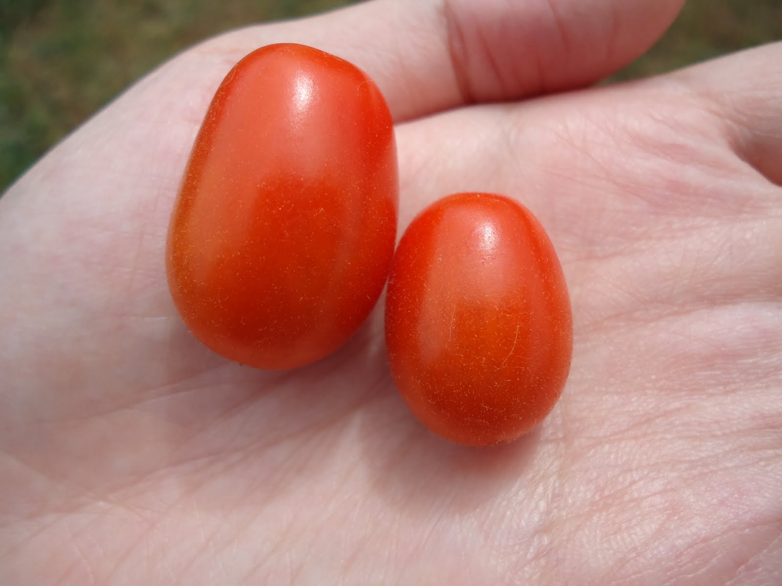 Jelly bean tomato plant