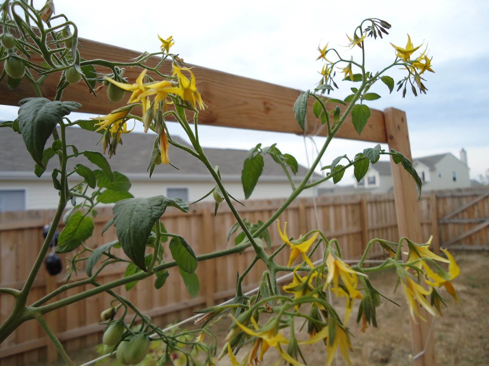 Thyme To Garden Now 9/20/10 Harvest Jelly Bean Tomatoes