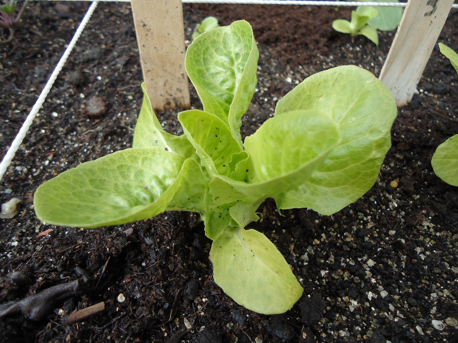 Thyme To Garden Now Waiting for Fall Lettuce to Grow