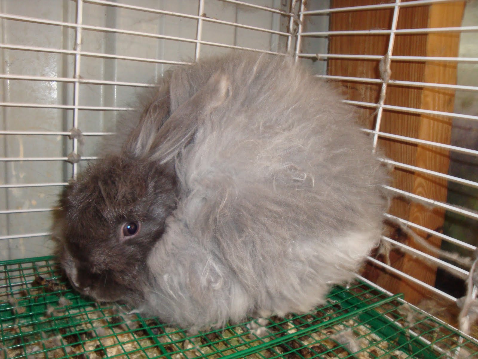 Angora rabbits for sale near me