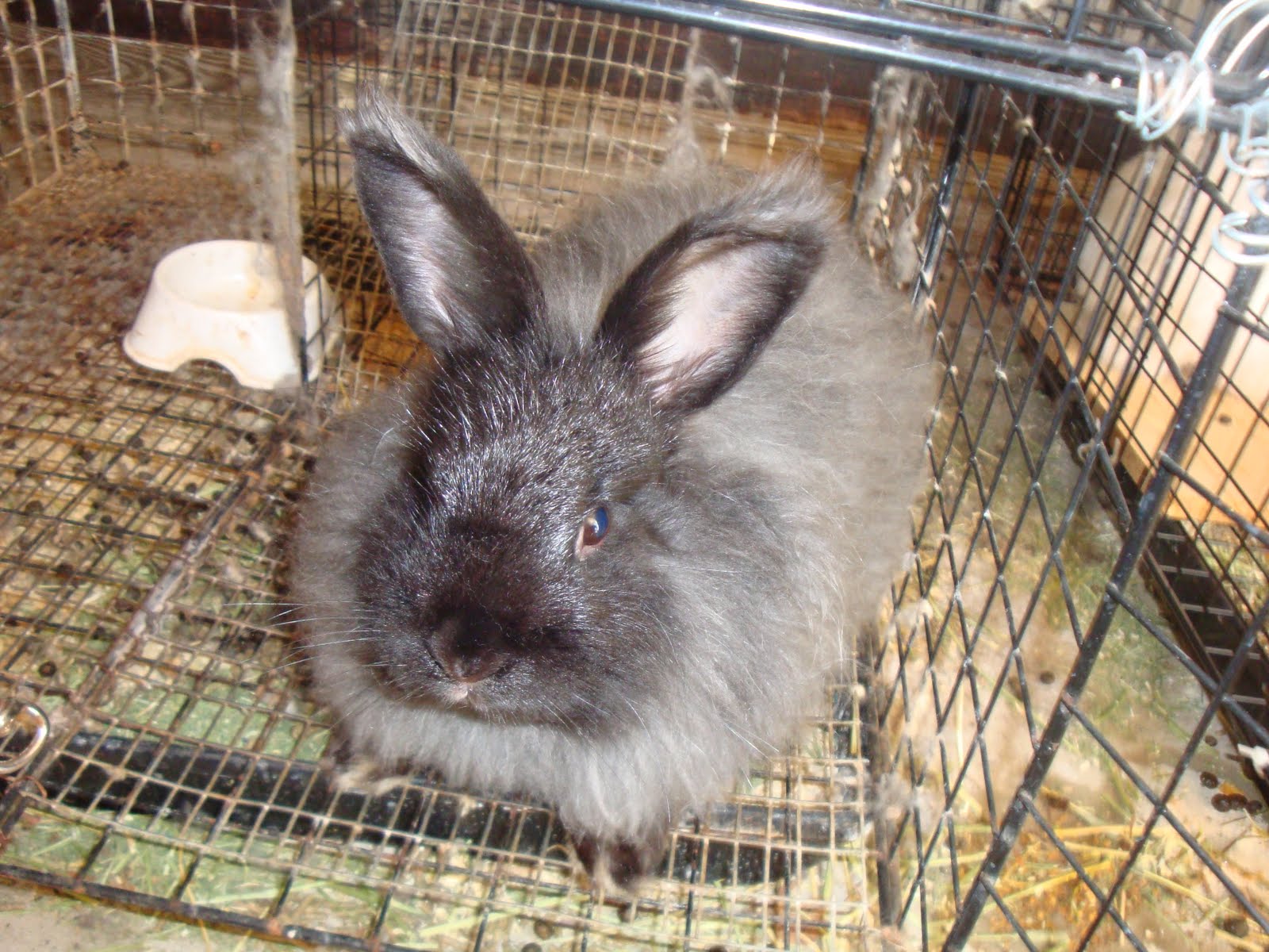 Tail Spin Farm Shop French Angora Rabbits for sale