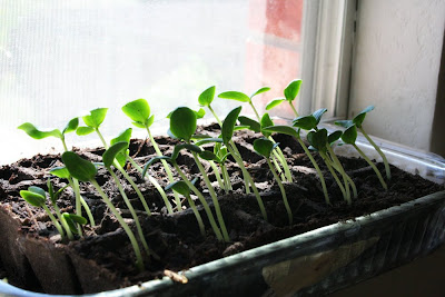 grow plants
