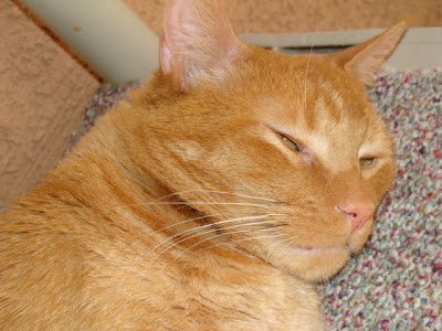 Katnip Lounge: Meezer Monday Announcement!