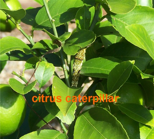 [citrus+caterpillar.jpg]