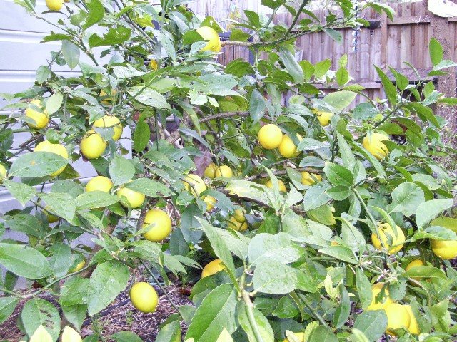 [lemons+June+09.jpg]