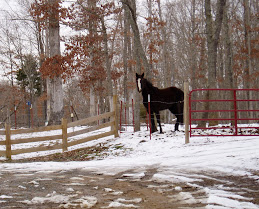 Horse In Snow. Feb 2010