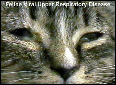 Metakromatik Kehidupan Duniaku: Penyakit Pernafasan Kucing 