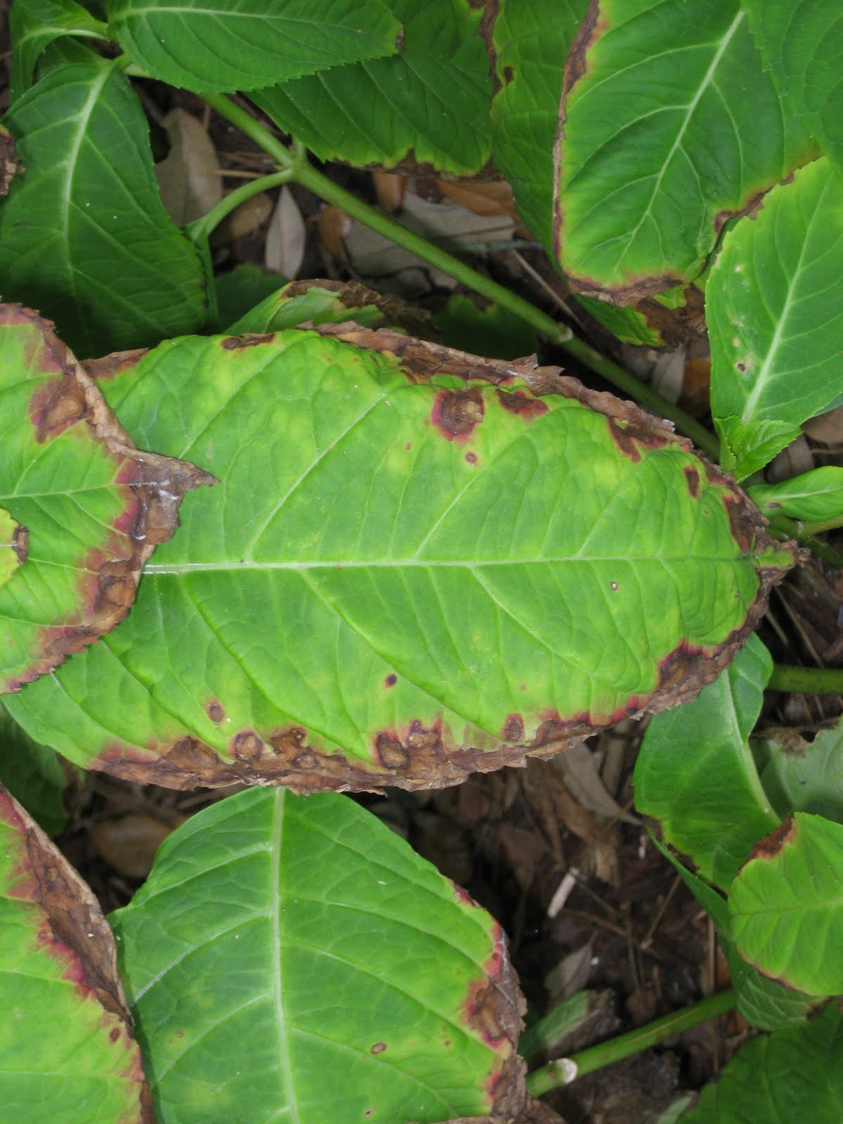 Offshoots Boron Toxicity