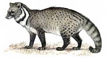civet.jpg