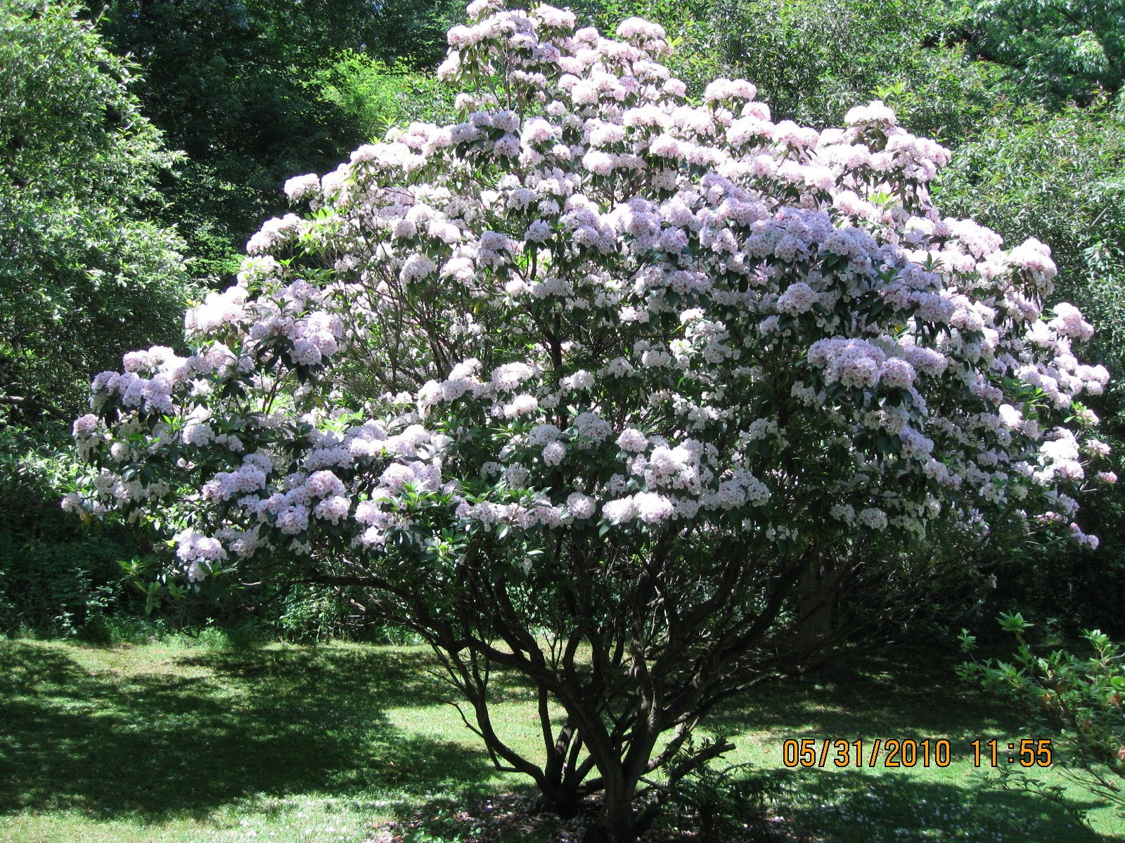 The News From Owl Hollow: An Abundance of Mountain Laurel & the Value