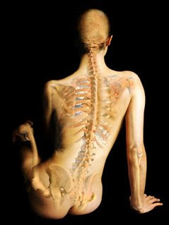 Anatomía trasparente - Imágenes del cuerpo humano transparente II
