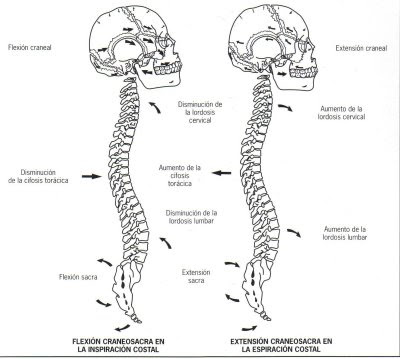 Movimiento de la Columna Vertebral durante la respiración diafragmática