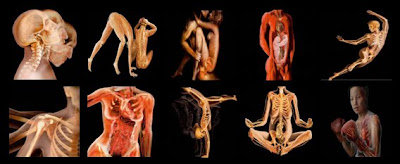 Imágenes del cuerpo humano transparente I