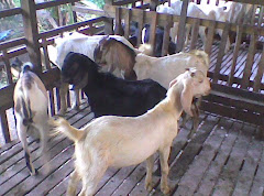 Kambing Aqiqah (Kacukan)