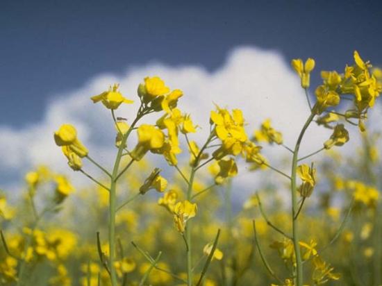 [LiveImages\YeniFotoAnaliz\Kansere karşı korunma yöntemleri - 22 Eylül 2007\kano14.jpg]