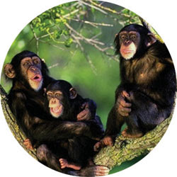 chimpance2yyyy.jpg
