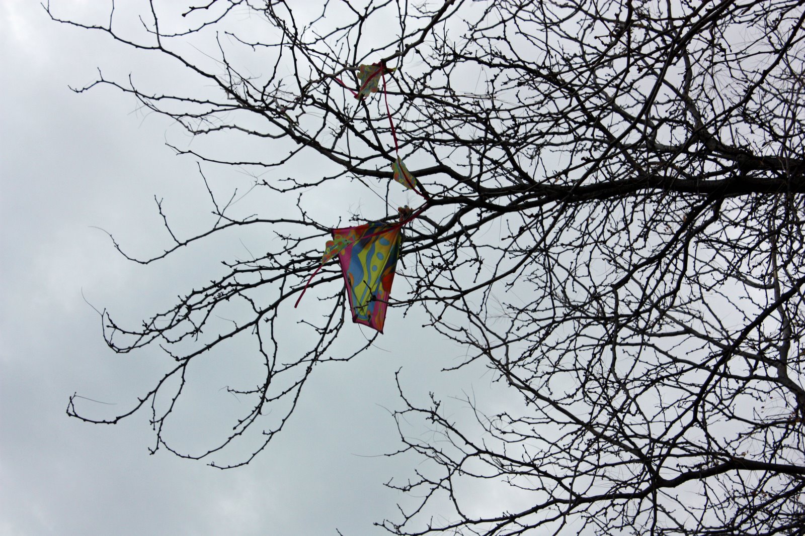 [kite+stuck+in+tree.jpg]