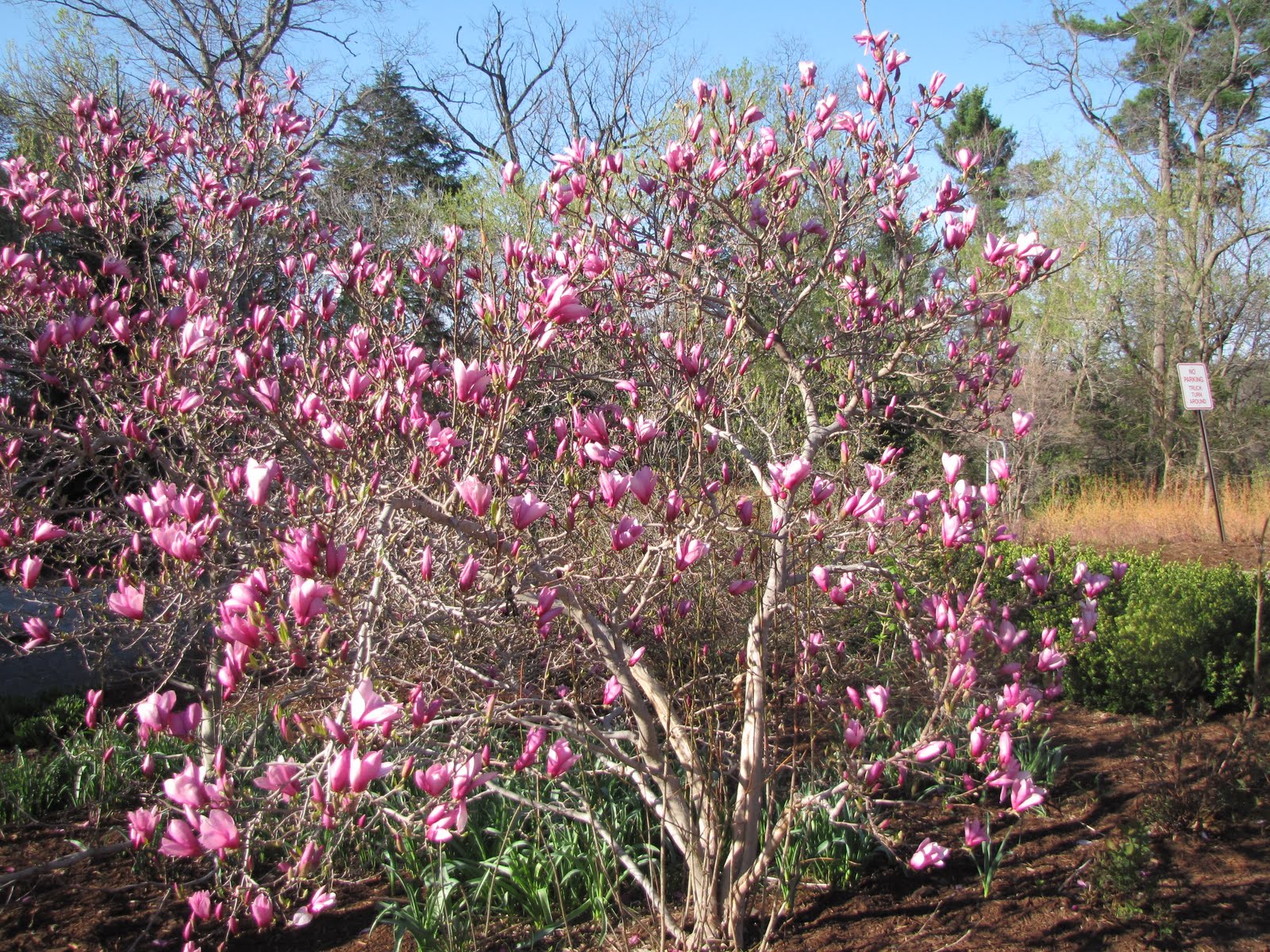 Natural Happenings in the Shadows of the Saucer Magnolias