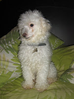 Fotos de Perros Razas Grandes Pequeños Perros Imagenes: Poodle-french