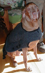 Boomer in his felted wool coat