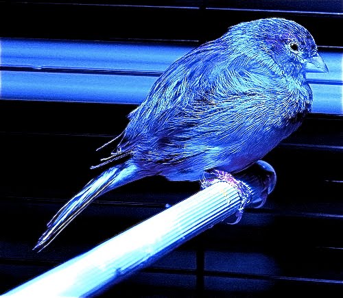The Blue Canary.