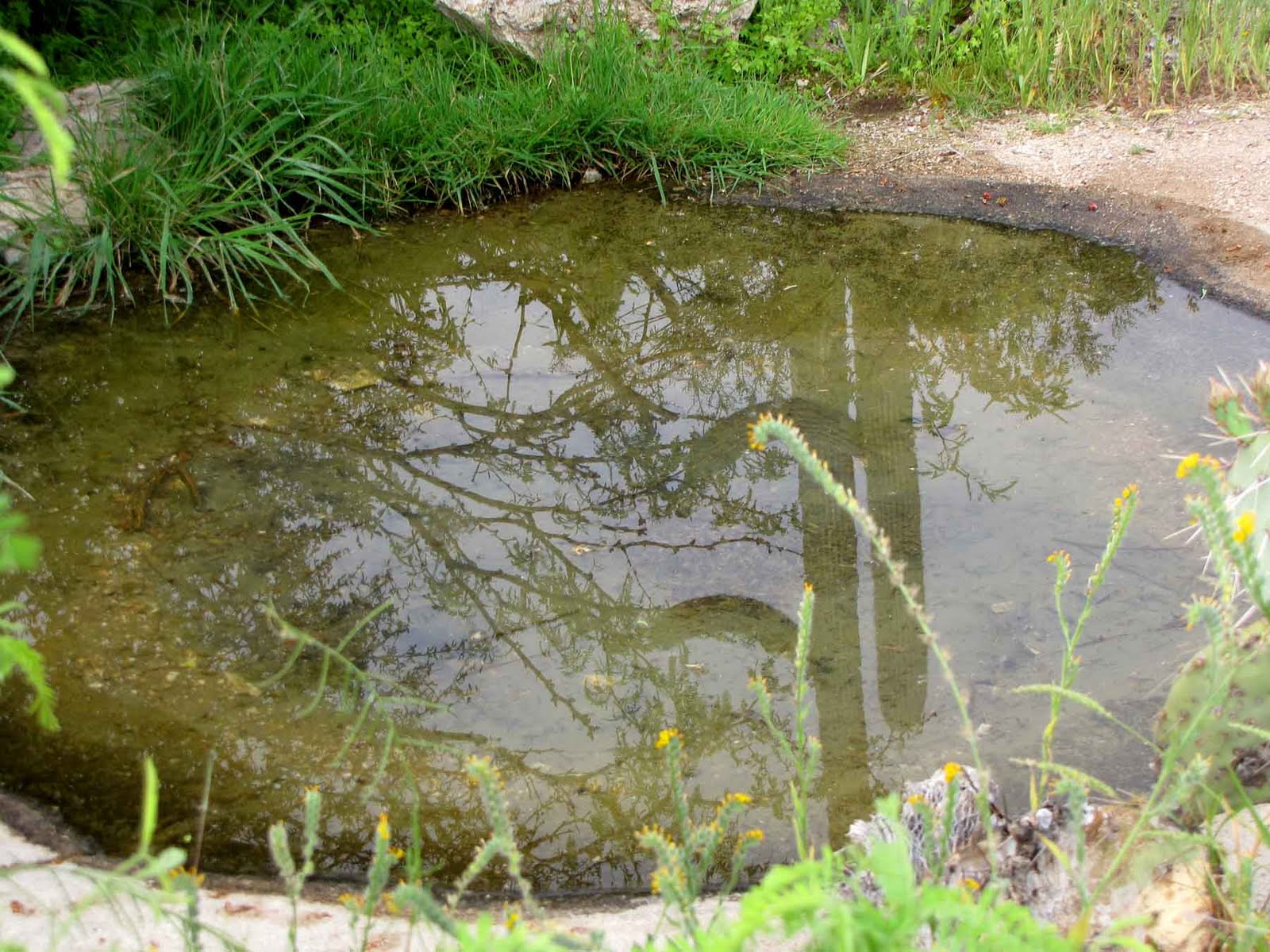 Reflections at the watering hole Desert Colors