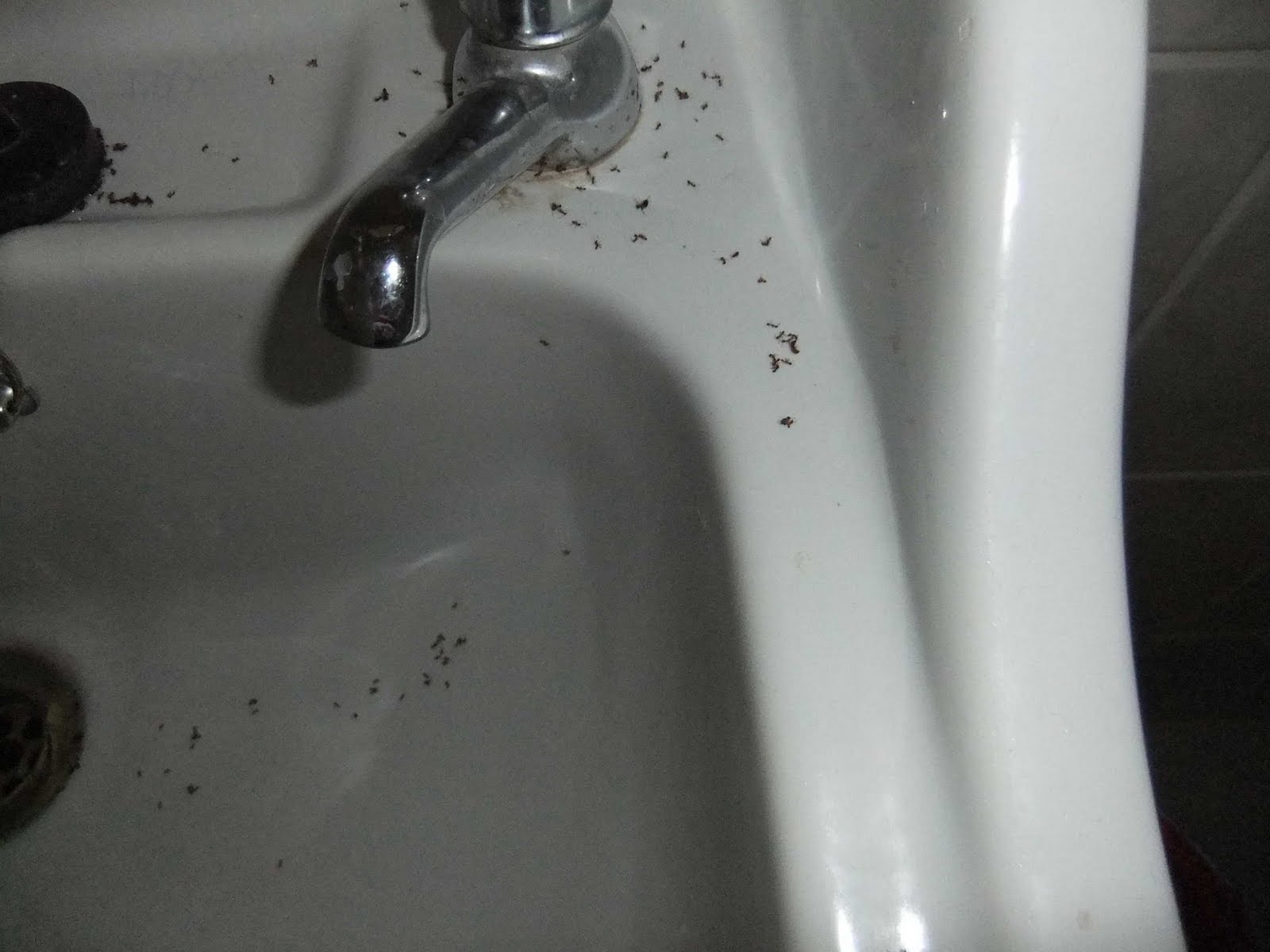 Tiny Black Ants In Bathroom Sink Tiny Black Bugs Around