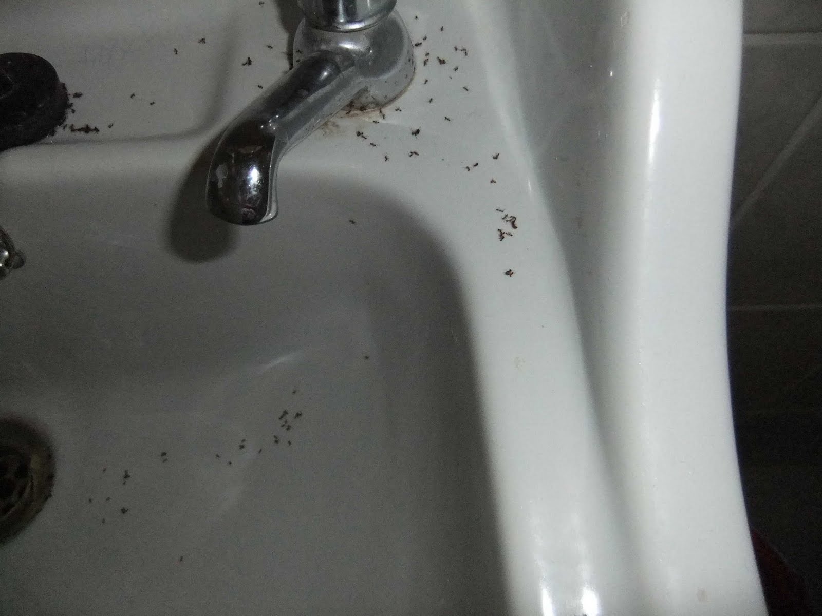 small black bugs bathroom sink