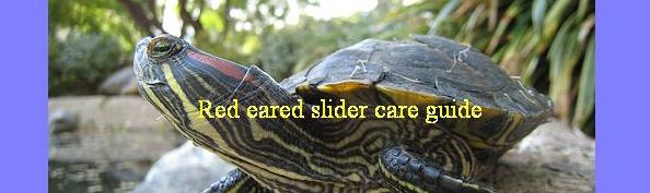 Red eared slider care