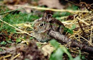 Baby Eastern Cottentail Rabbit