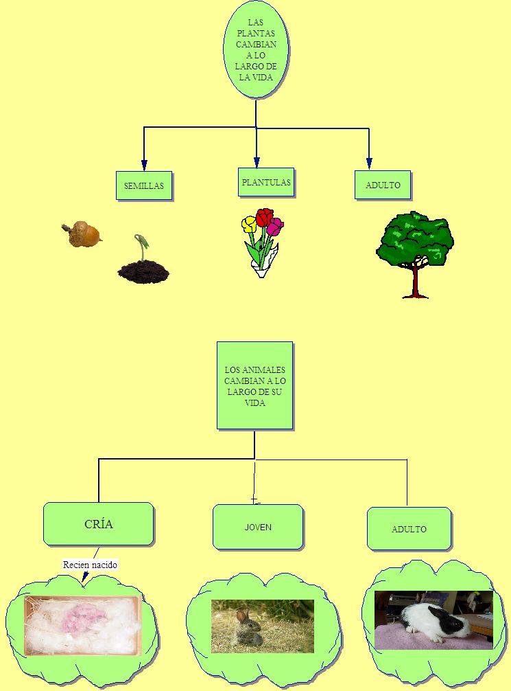 Viviana Acevedo Las plantas y los animales cambian a lo largo de la vida Viviana Acevedo Las plantas y los animales cambian a lo largo de la vida