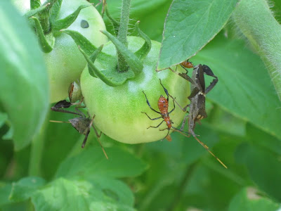 The Grackle: Tomatoes Suck
