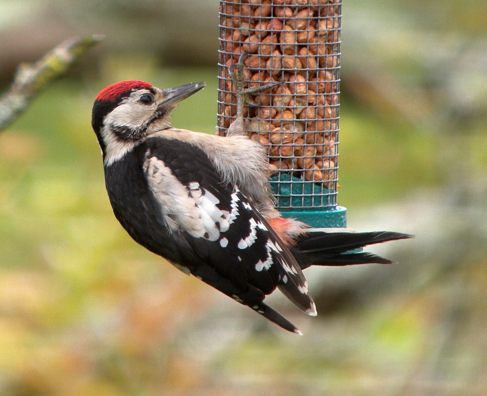 [Great-spotted+Woodpecker+(1).JPG]
