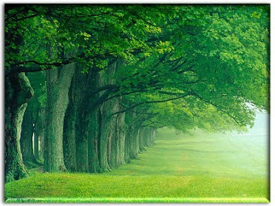 The Most Por Types Of Tropical Trees Cash Loans Ly Everyone Loves The Tropical Feel Of A Palm Tree Is One Most Recognized Trees Very Diffe In Structure