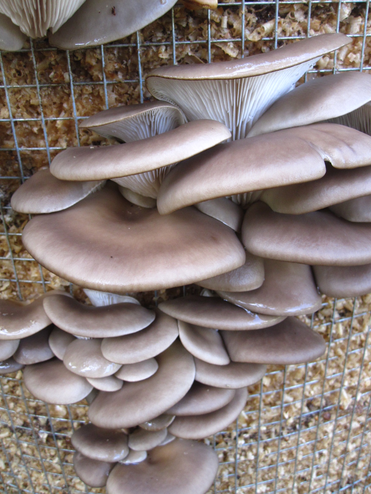 A Quick Guide onHow to Grow Portobello Mushrooms in Your Garden