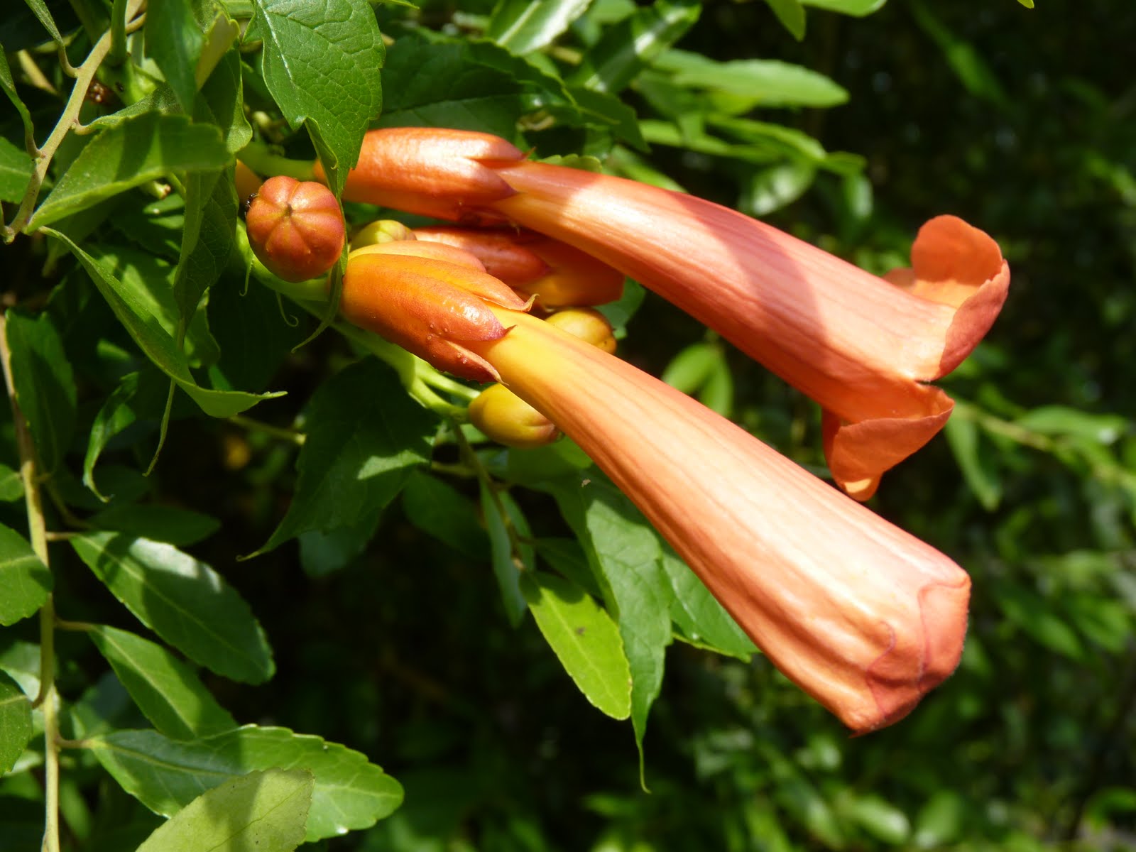 Houston Gardens Orange Trumpet Flower Vine